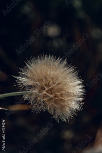 Beautiful close-up view of dandelion with dark hues in spring. Vertical abstract texture with blurred background for design.
