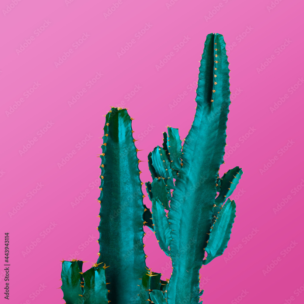 Beautiful cactuses on pink background. Creative design Beautiful cactuses on pink background. Creative design