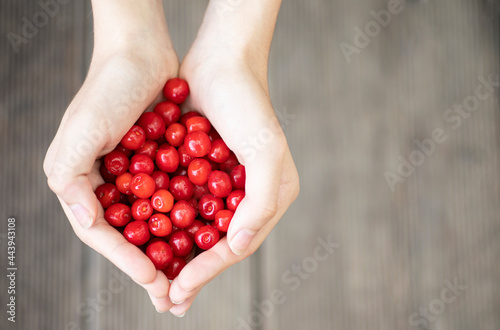 hands holding red cherries
