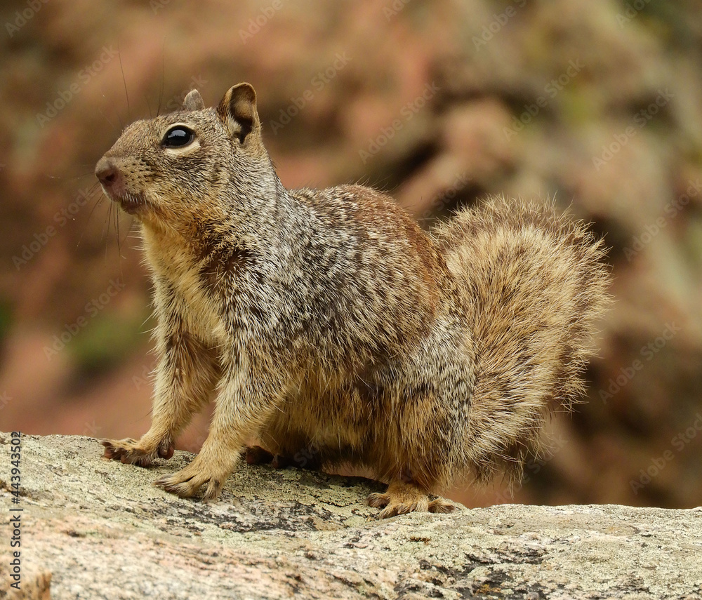 cute ground squirrel sitting on a granite boulder in waterton canyon, littleton, colorado cute ground squirrel sitting on a granite boulder in waterton canyon, littleton, colorado