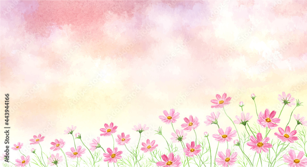 茜色に染まる空とコスモス畑　水彩イラスト