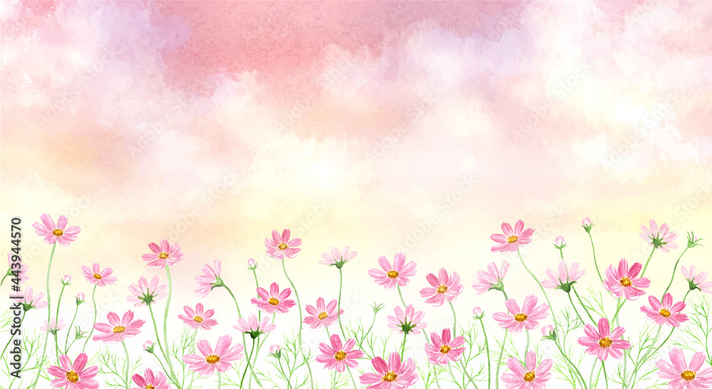 茜色に染まる空とコスモス畑　水彩イラスト	