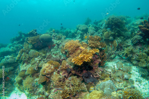 Diving photos of Hilutangan Island near Cebu Island, Philippines フィリピン・セブ島近郊のギルートンガン島のダイビング写真 © Hello UG