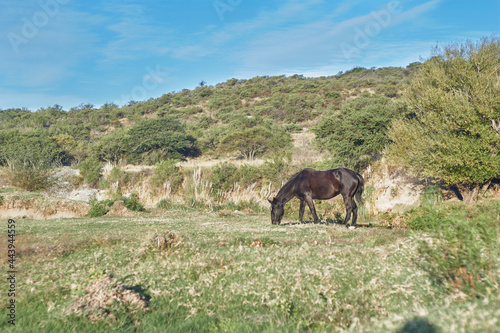 caballo pastando al pie de montana baja . photo