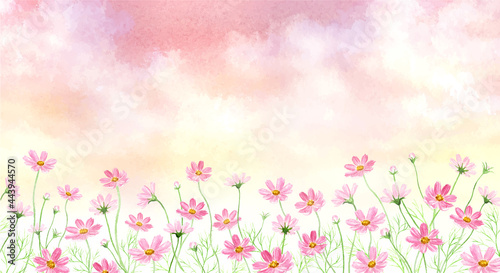 茜色に染まる空とコスモス畑　水彩イラスト  © miko