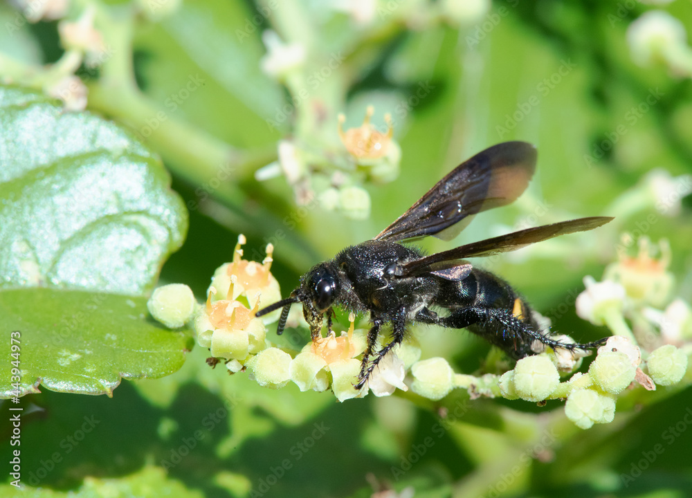 ヤブガラシの蜜を舐めるキオビツチバチのメス1 ヤブガラシの蜜を舐めるキオビツチバチのメス1