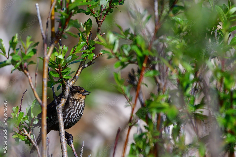 female red winged blackbird in willows female red winged blackbird in willows