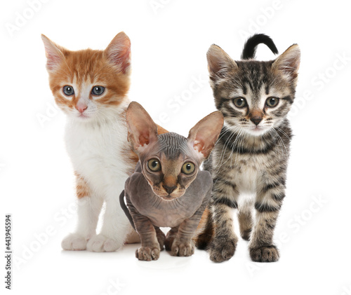 Group of cute little kittens on white background