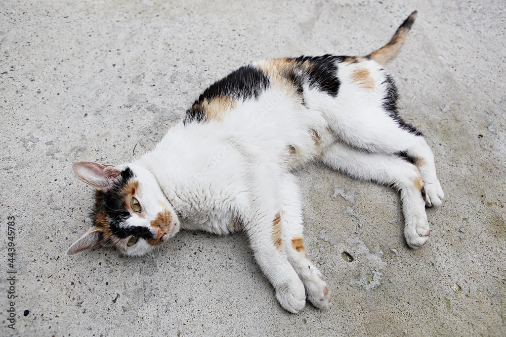 Fototapeta premium 한국고양이입니다