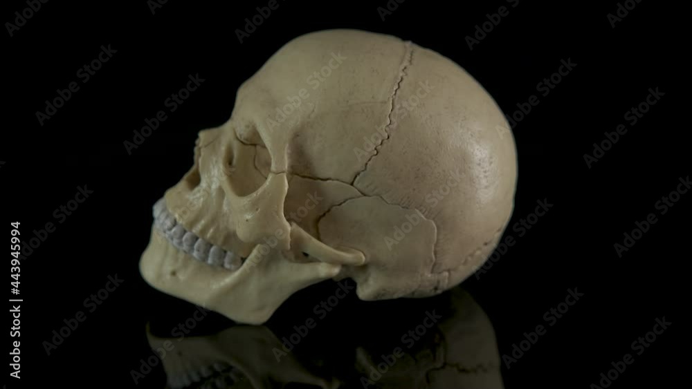Model of human skull. A model of human head bones on the black background. Model of human skull. A model of human head bones on the black background.