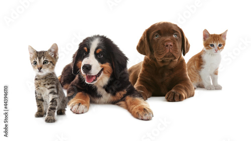 Adorable little kittens and puppies on white background © New Africa