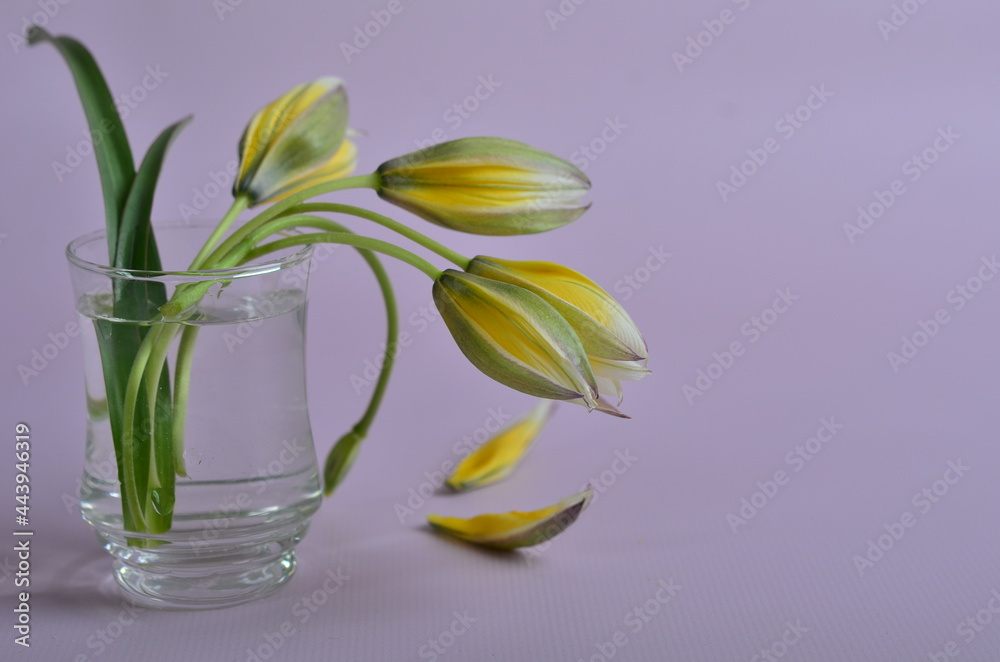 Yellow tulips in a transparent glass stack. Yellow tulips in a transparent glass stack.