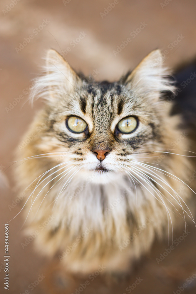 Fototapeta premium portrait of a cat