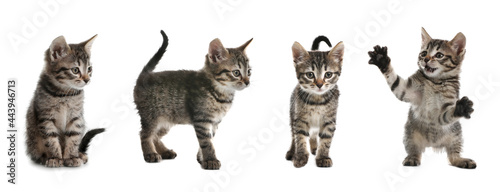 Adorable tabby kittens on white background, collage. Banner design