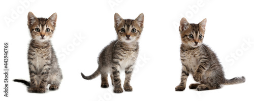 Adorable tabby kittens on white background, collage. Banner design