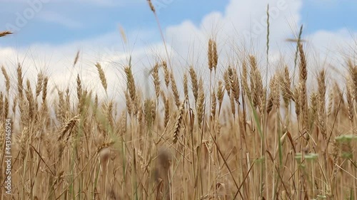 Wheat in a field under a blue sky with clouds