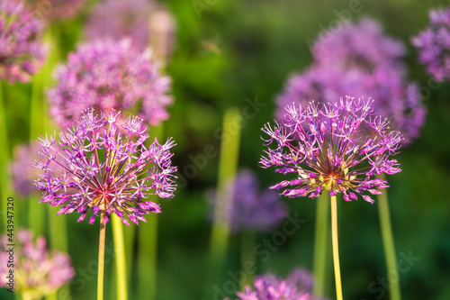 Close-up of the inflorescence of the Rosenbachian onion  Allium rosenbachianum  blooming in the garden