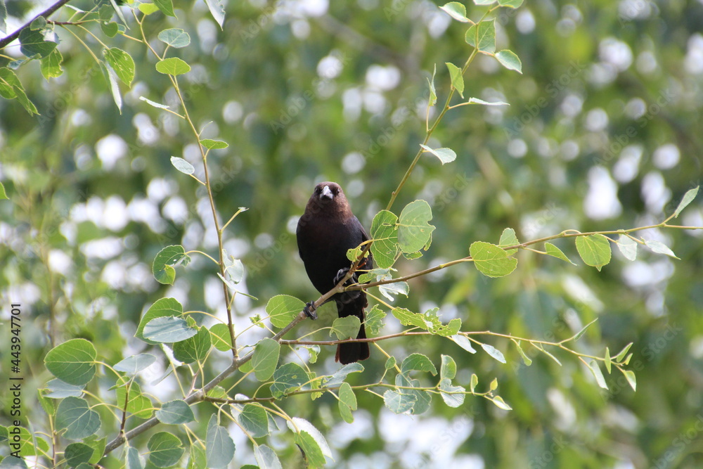 Bird Looking At Us, Pylypow Wetlands, Edmonton, Alberta Bird Looking At Us, Pylypow Wetlands, Edmonton, Alberta