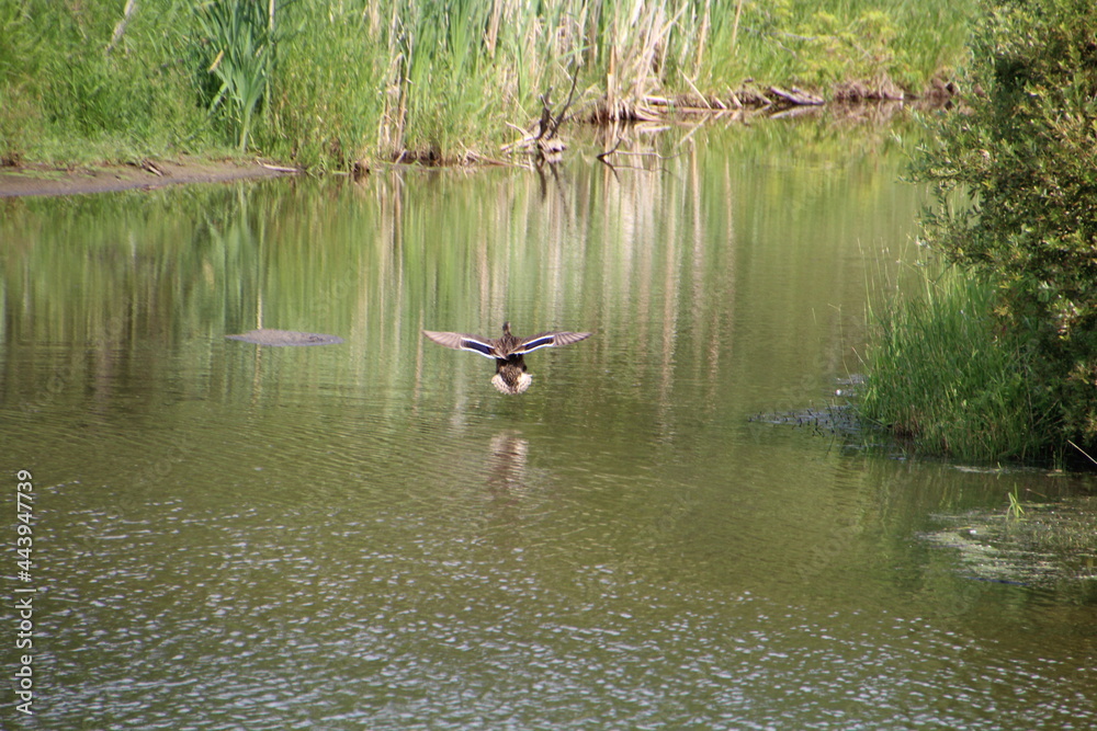 Duck Coming In Over The Creek, Pylypow Wetlands, Edmonton, Alberta