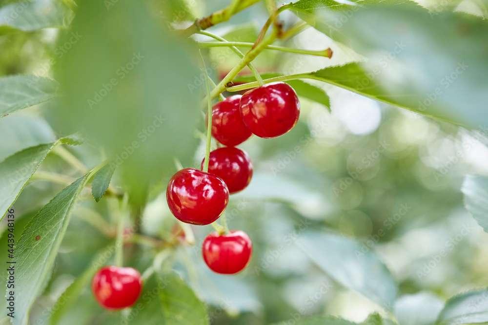 Beautiful, appetizing cherry berries on tree branches. Growing ecologically clean berries. Gardening. Beautiful, appetizing cherry berries on tree branches. Growing ecologically clean berries. Gardening.