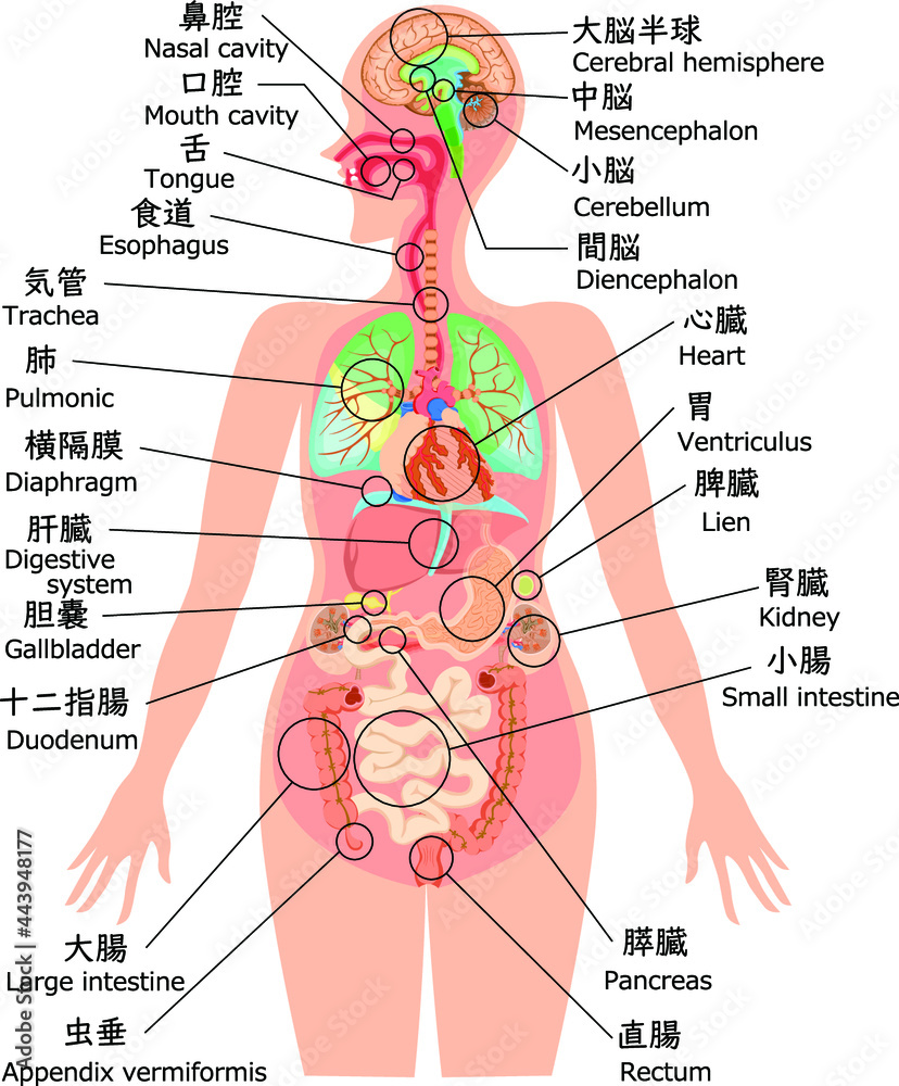 Obraz premium 人体構造イラスト