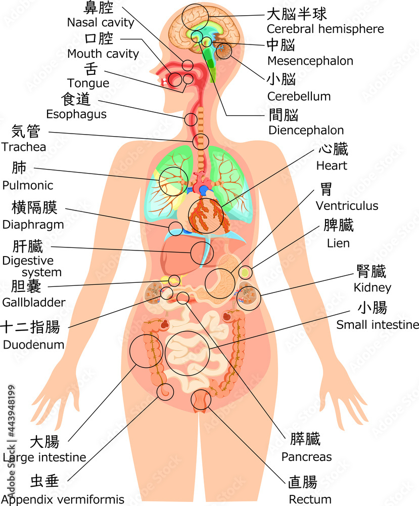 Obraz premium 人体構造イラスト