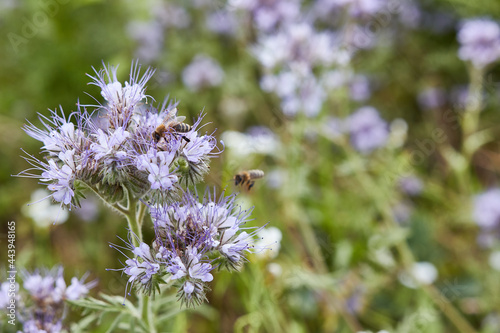 Bees collect honey from the flowers of the phacelia of a summer, sunny day. Honey production. Apiculture. photo