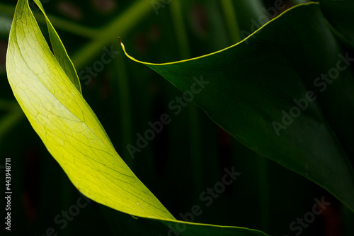 Backgrounds and textures for design. Macro nature photography. Green and yellow leaves. photo