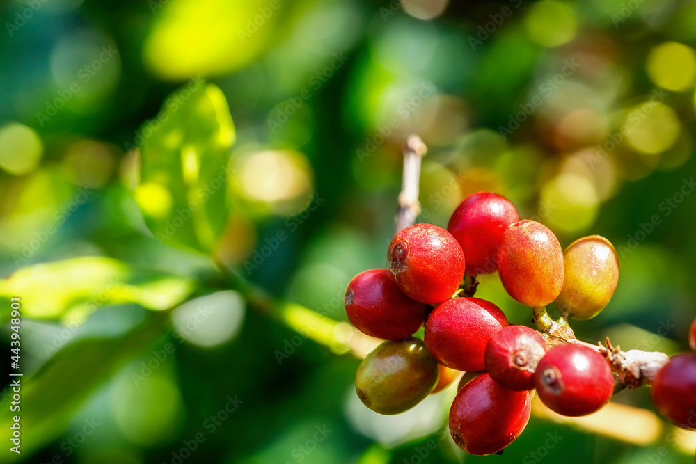 Fresh arabica coffee beans getting red at plantation selective focus on bokeh background Fresh arabica coffee beans getting red at plantation selective focus on bokeh background