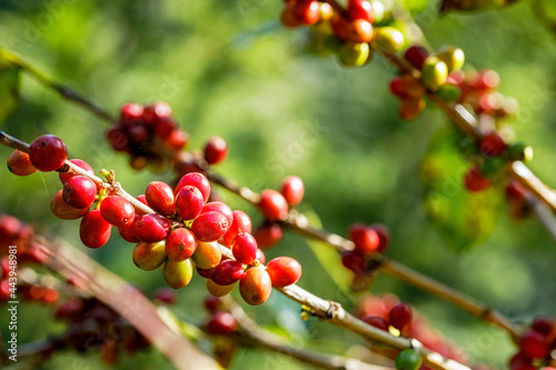 Fresh arabica coffee beans getting red at plantation selective focus on bokeh background