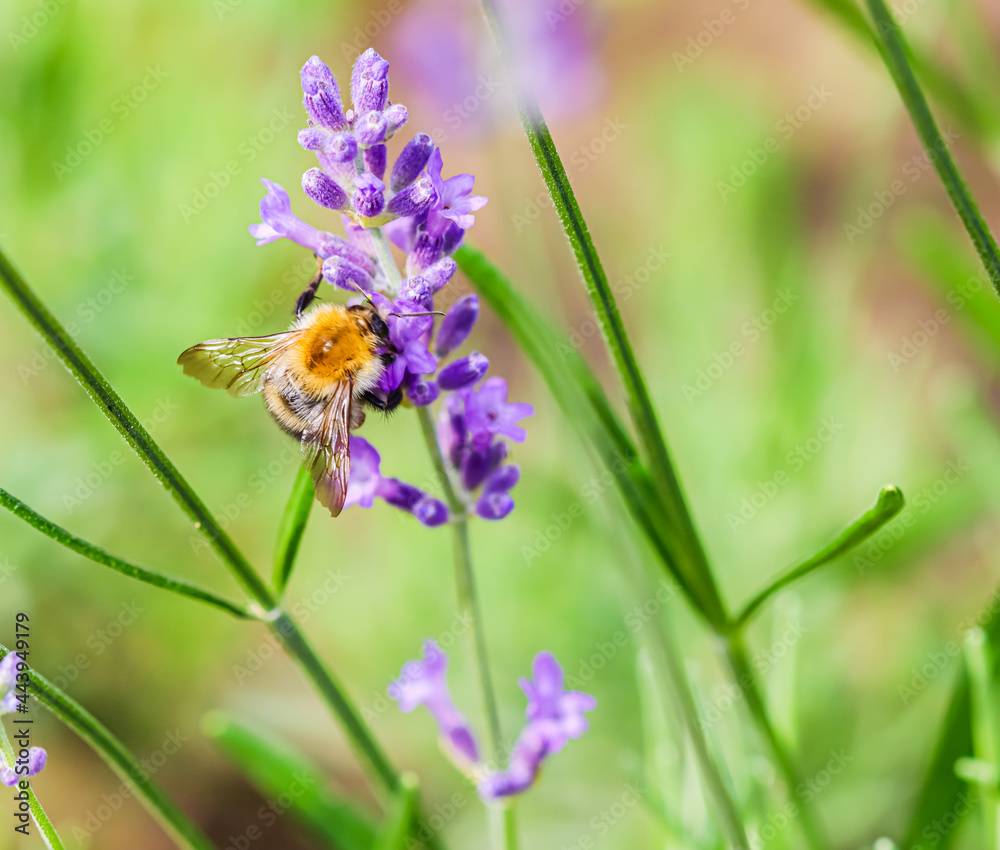 Working bee on lavender flower in summer garden. Gardening and summer vacation concept Working bee on lavender flower in summer garden. Gardening and summer vacation concept