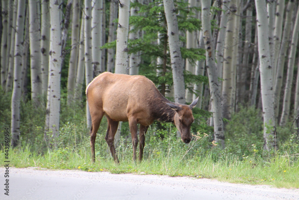 Fototapeta premium Elk By The Road, Jasper National Park, Alberta