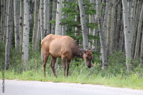 Elk By The Road, Jasper National Park, Alberta