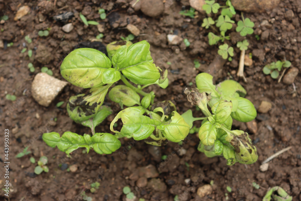 Basil plant growing in the vegetable garden with yellow and dry spots on leaves. Basil with disease. Ocimum basilicum Basil plant growing in the vegetable garden with yellow and dry spots on leaves. Basil with disease. Ocimum basilicum