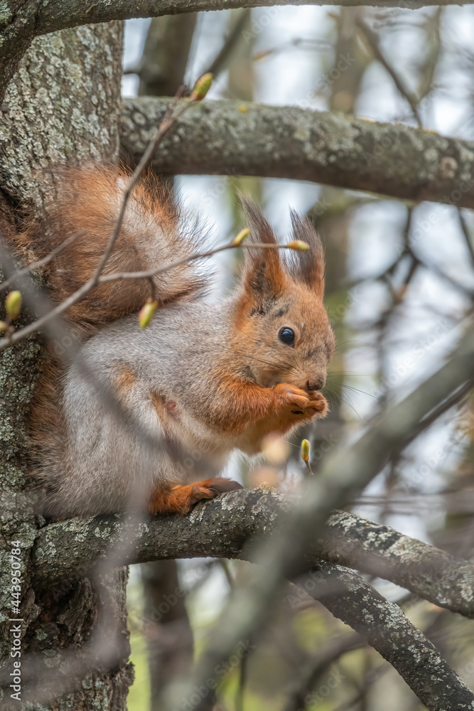 The squirrel with nut sits on a branches in the spring or summer. The squirrel with nut sits on a branches in the spring or summer.