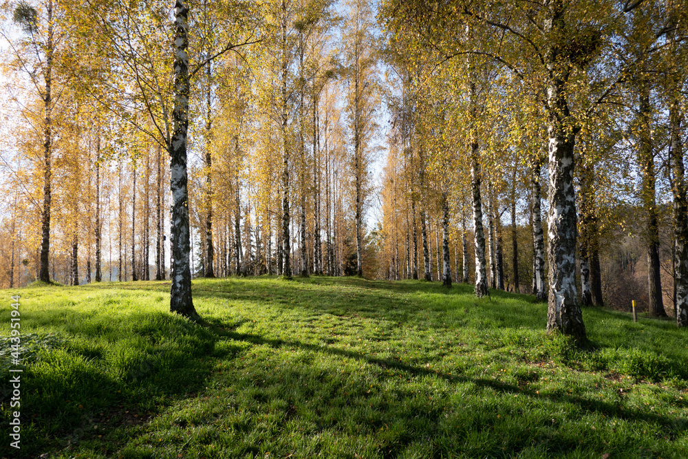 Fototapeta premium autumn in the park