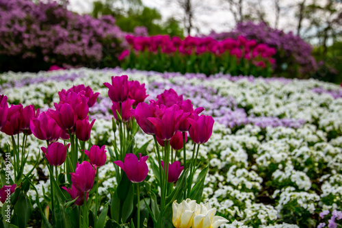 purple tulips from the royal garden