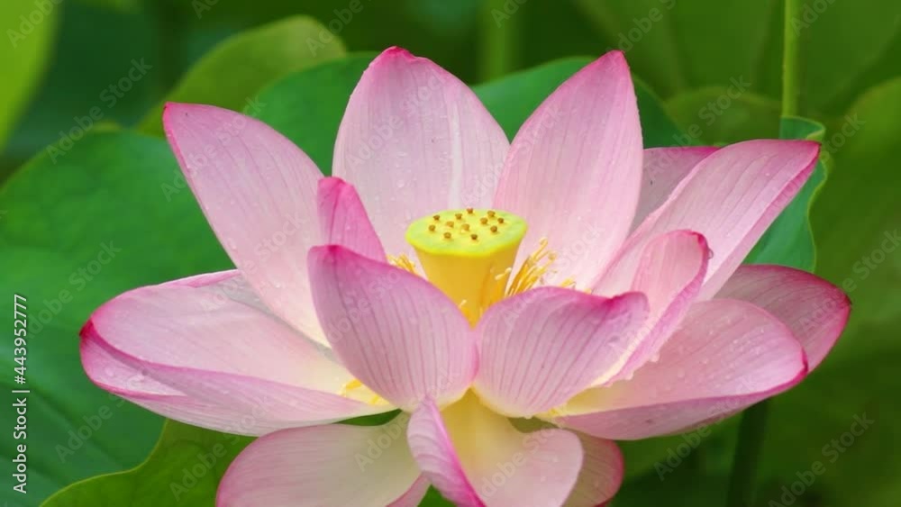 風にゆれる蓮の花 大賀ハス園 熊本県益城町 風にゆれる蓮の花 大賀ハス園 熊本県益城町