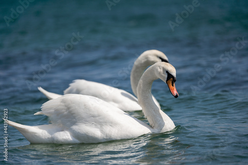 Two swans in love on the pond. A symbol of love and fidelity. Love for life. Romantic landscape.