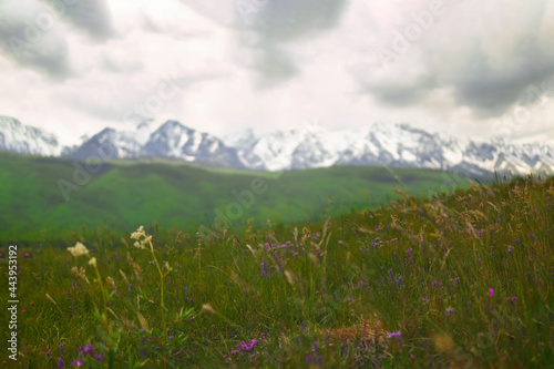 Blurred background of meadow grasses and flowers.