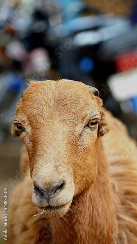 close up of a sheep mobile wallpaper