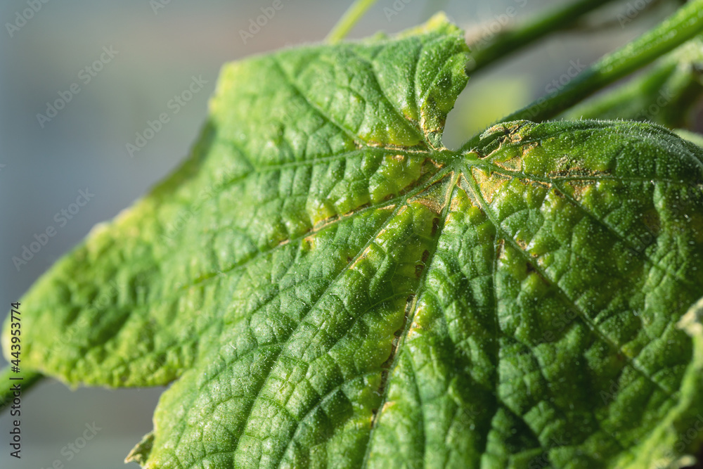 chlorosis on cucumber leaves Target leaf spot disease on cucumber. cucumber plant affected by chlorosis diseases in garden or greenhouse. chlorosis on cucumber leaves Target leaf spot disease on cucumber. cucumber plant affected by chlorosis diseases in garden or greenhouse.