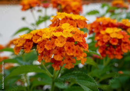 Lantana camara flowers, yellow orange tones, are colorful flowers.  photo