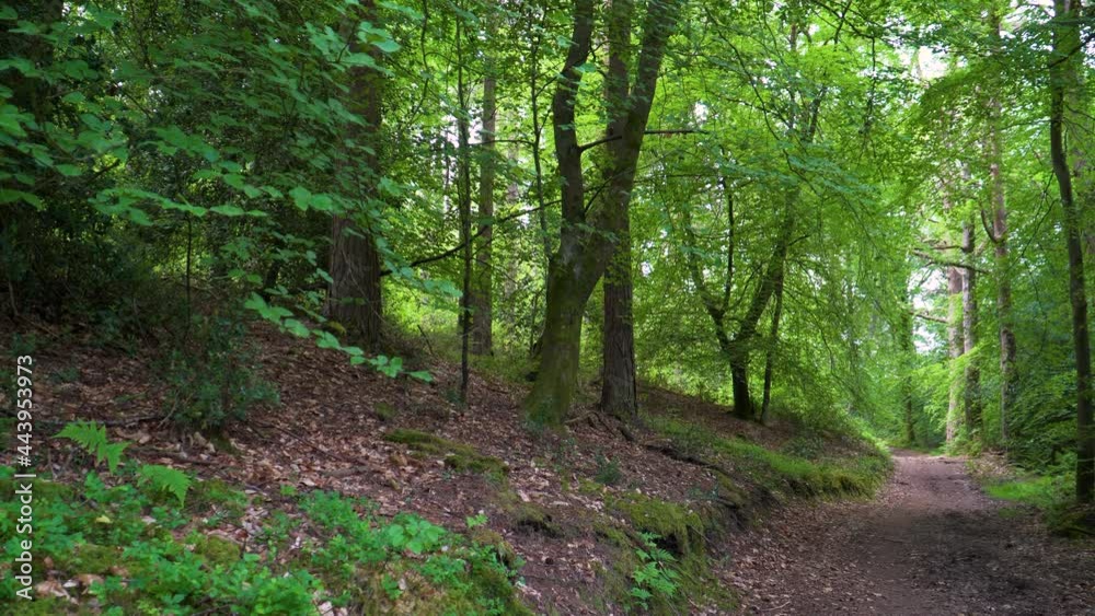 4K trail in the middle of the Horner woods in the national park somerset, walk path in the middle of green trees. 30ffs. 4K trail in the middle of the Horner woods in the national park somerset, walk path in the middle of green trees. 30ffs.