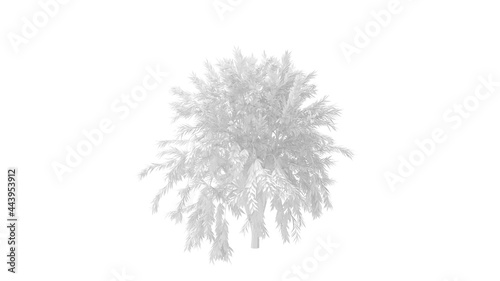 3D rendering of a tree isolated on a white empty background