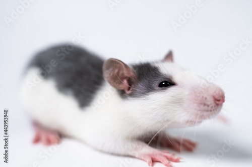 White and gray rat isolated on white background close-up. Scientific laboratory. Experiments on animals.