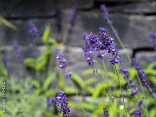 lavander garden plants flora grasslend