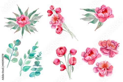 Peony. Collection of watercolor hand-drawn romantic flowers