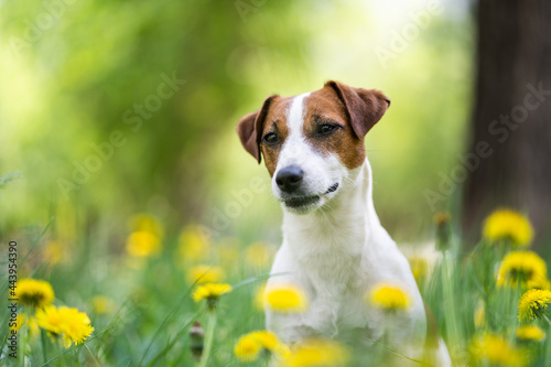 Cute Jack Russell Terrier in yellow flowers close-up. Portrait of a white dog with brown spots. Blurred background.