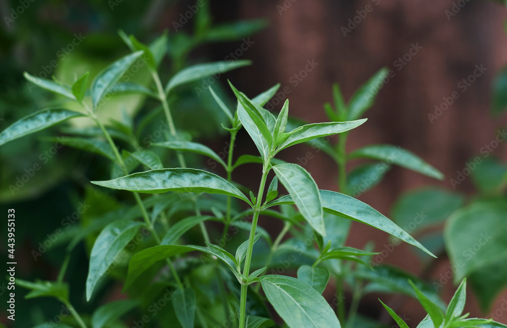 Closeup of creat / Green chiretta (Andrographis paniculata) plant, popularly known as Kalmegh in Bengali language and is being used as medicinal plant from age old days in Indian subcontinent. Closeup of creat / Green chiretta (Andrographis paniculata) plant, popularly known as Kalmegh in Bengali language and is being used as medicinal plant from age old days in Indian subcontinent.